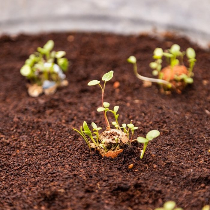 Wat je aandacht geeft groeit - Blossombs